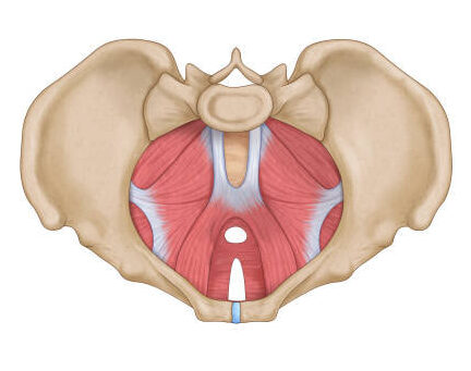 Integrative Pelvic Bodywork in Portland, OR.