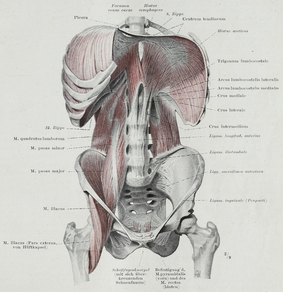 Anatomical illustration of the torso with the psoas muscle shown.