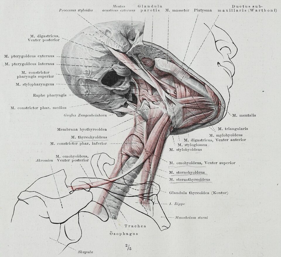 Anatomical drawing of the anterior neck muscles as they relate to jaw massage. 
