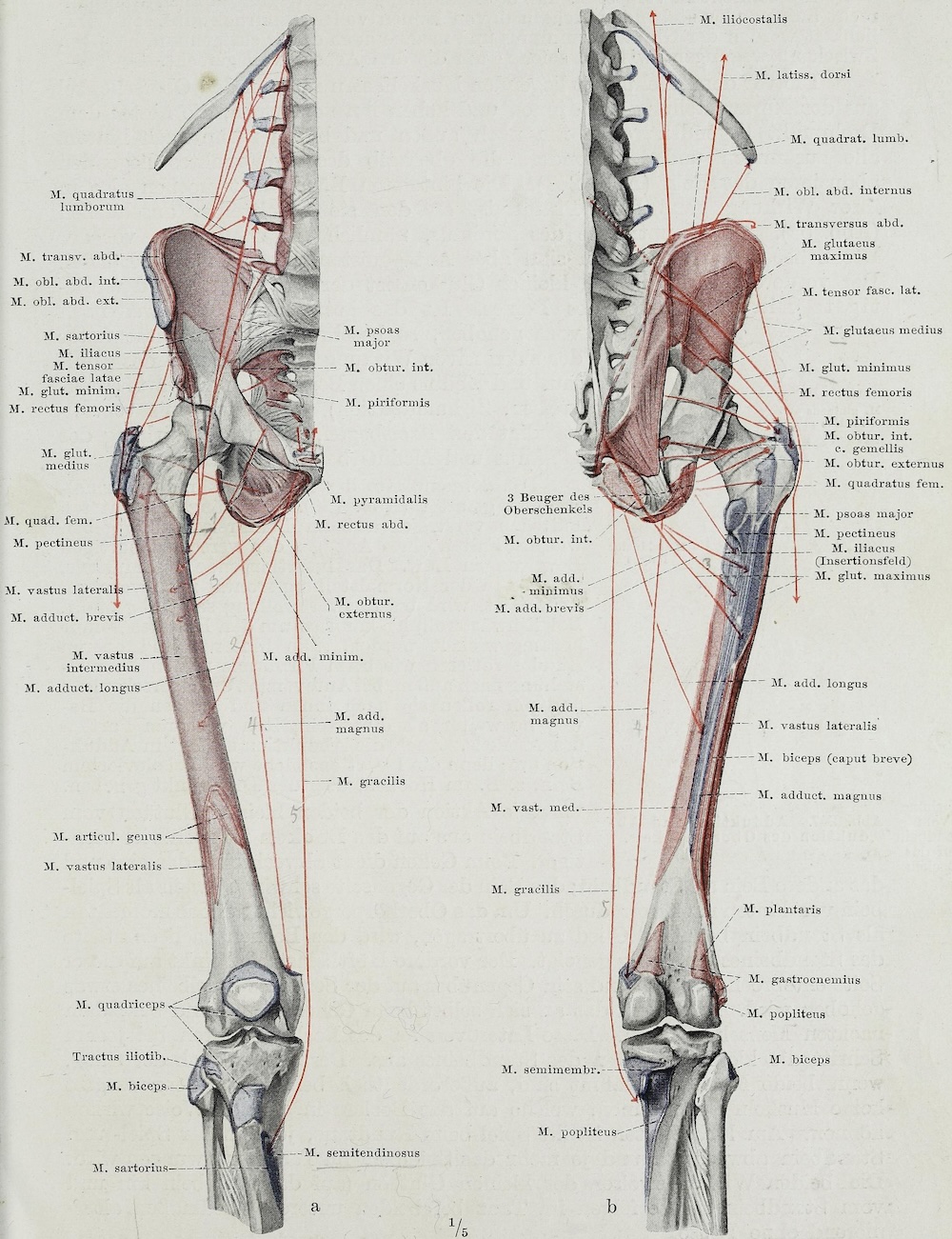 Anatomical drawing of the hips and femur as they relate to pelvic bodywork. 