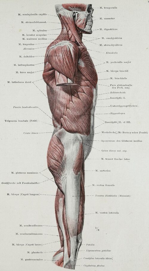 Anatomical drawing, lateral view of torso, hips, and thigh