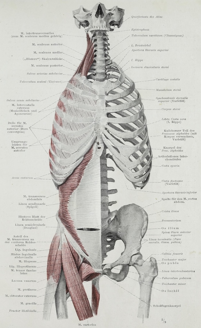 Anatomy of the psoas, abdomen, and neck.