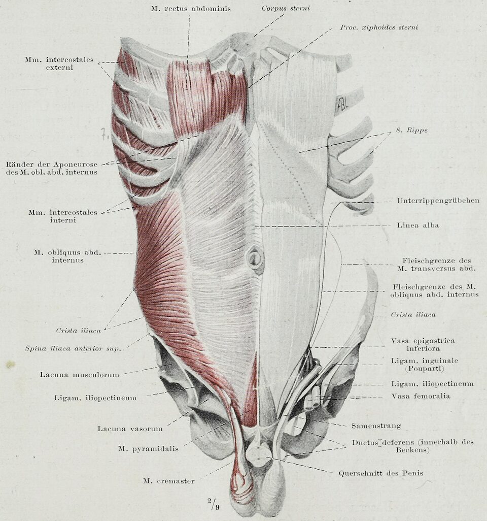 Anatomical illustration of the muscles of the torso.