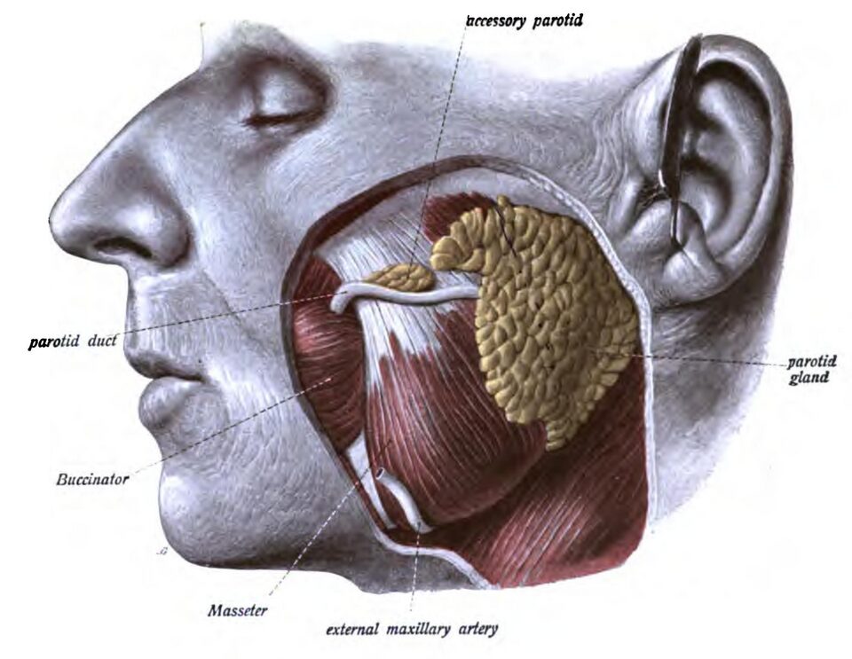 Anatomical drawing of muscles of the jaw and face. 