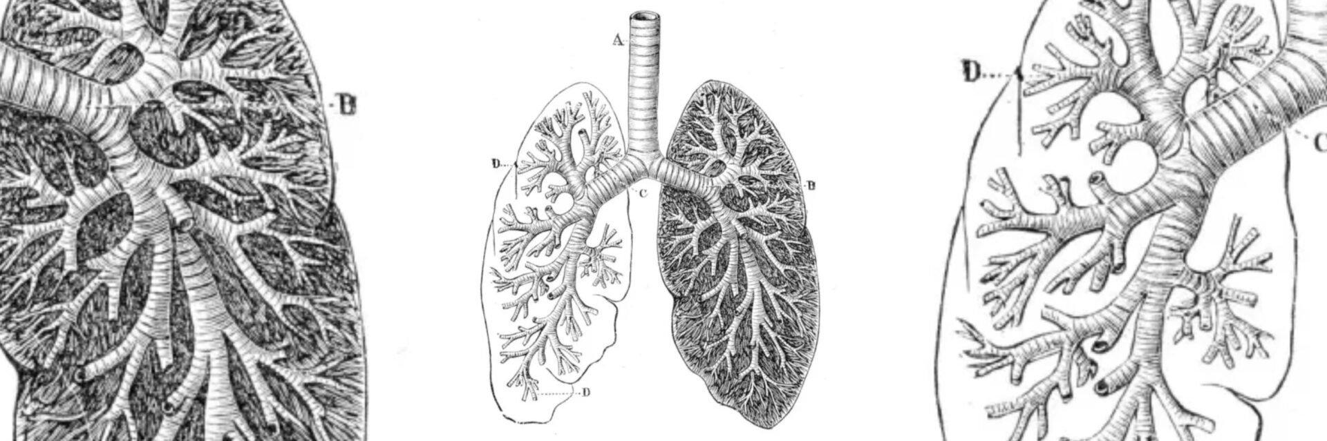 Anatomical Illustration of Lungs